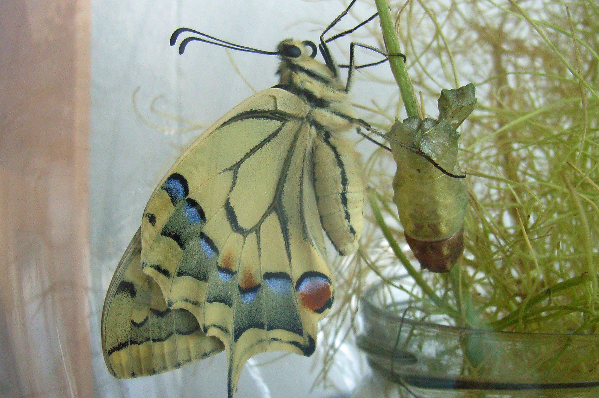 Vul uw intake gegevens in voor InBeginsel